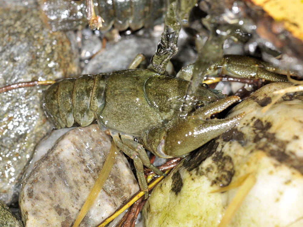 Austropotamobius pallipes o italicus?